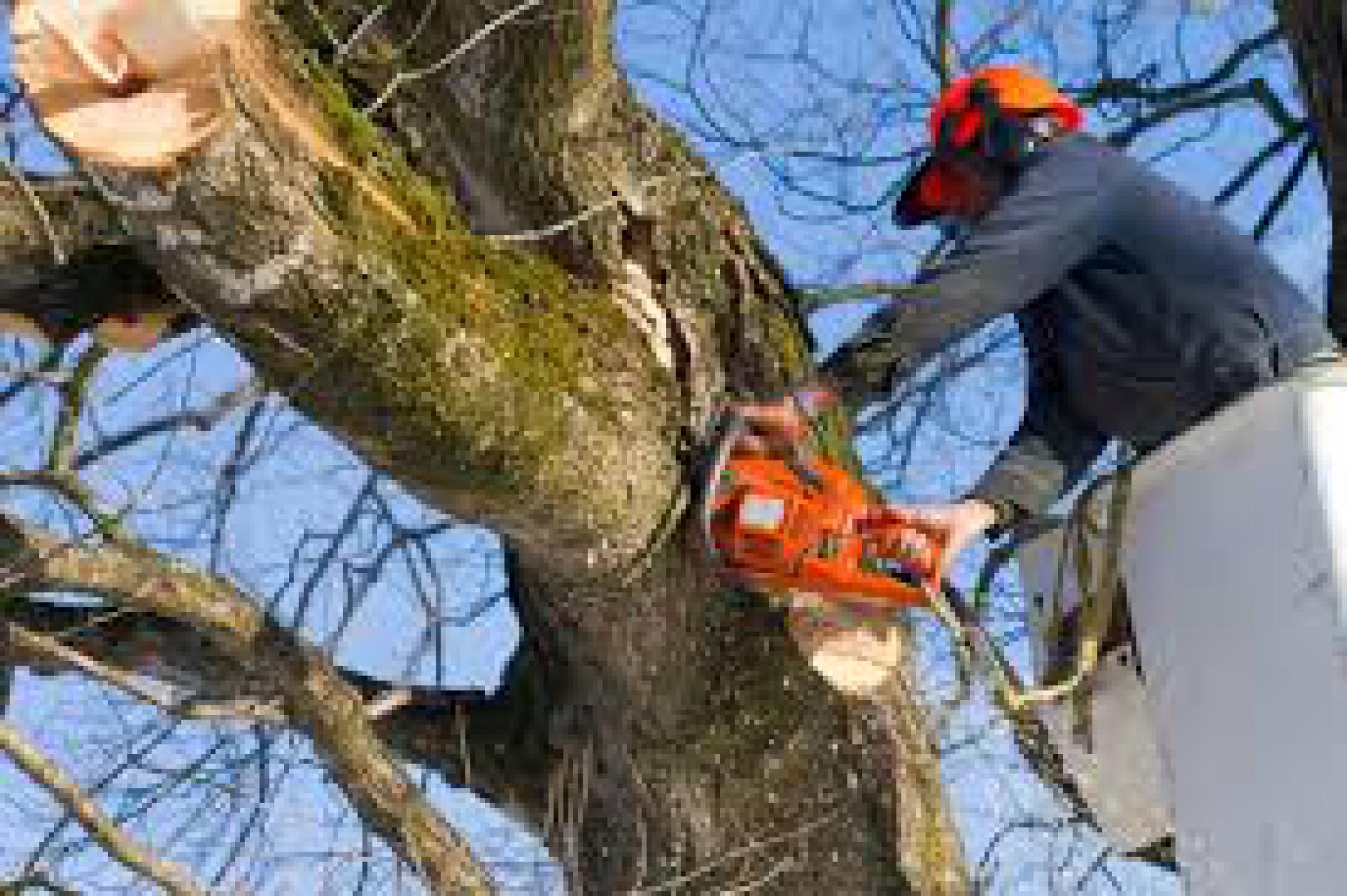 Étêtage d'arbre