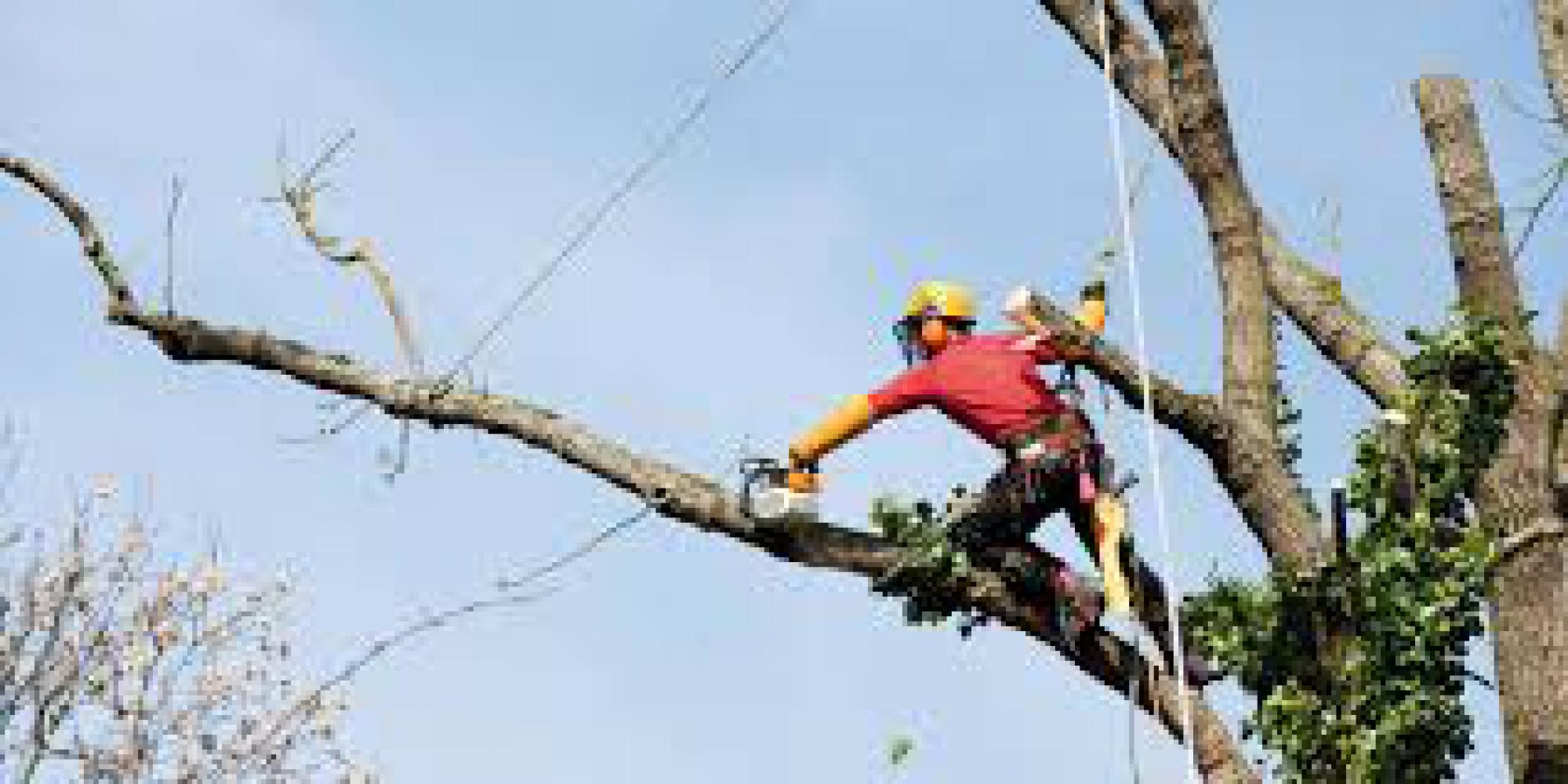 élagage d'arbre 