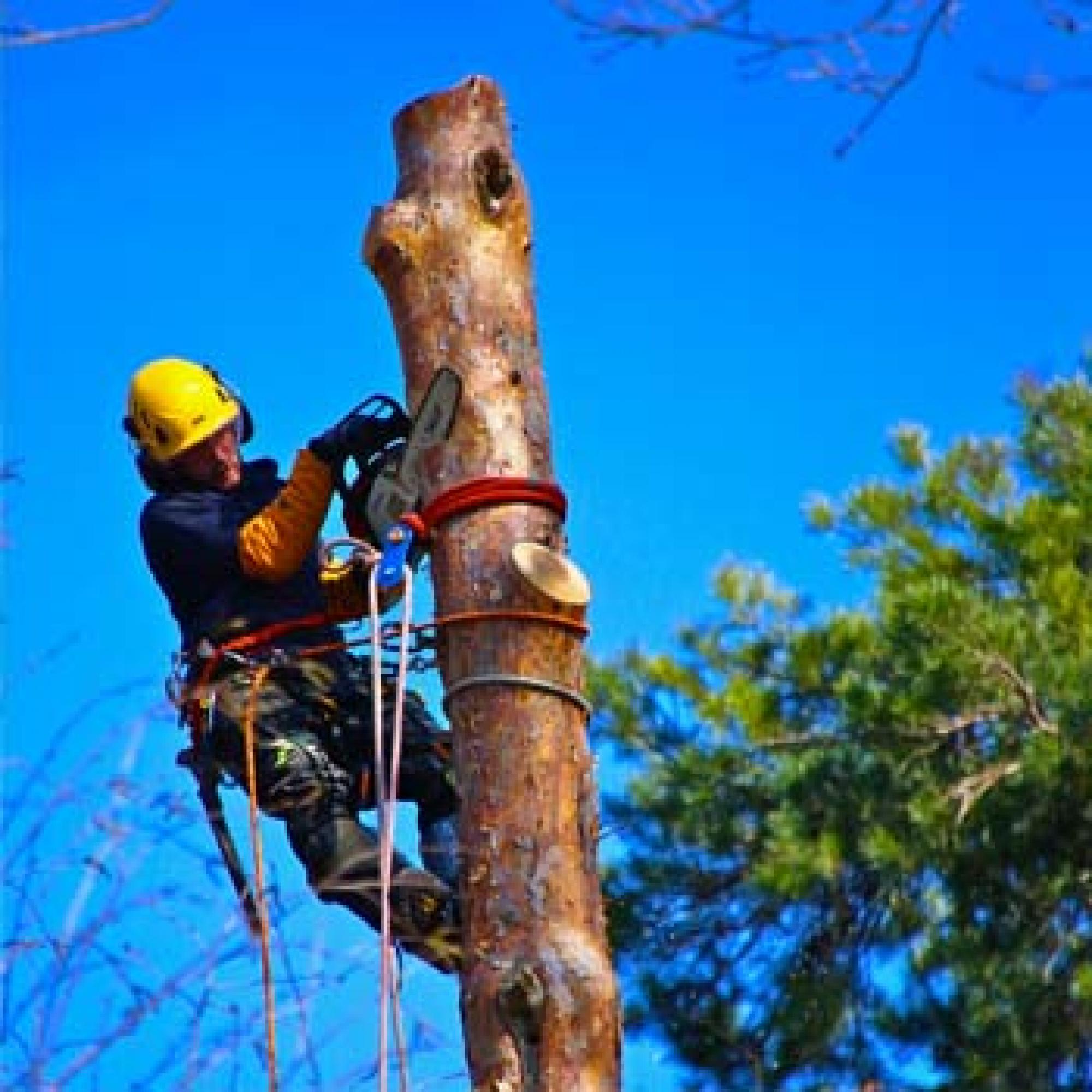 élagage arbre 