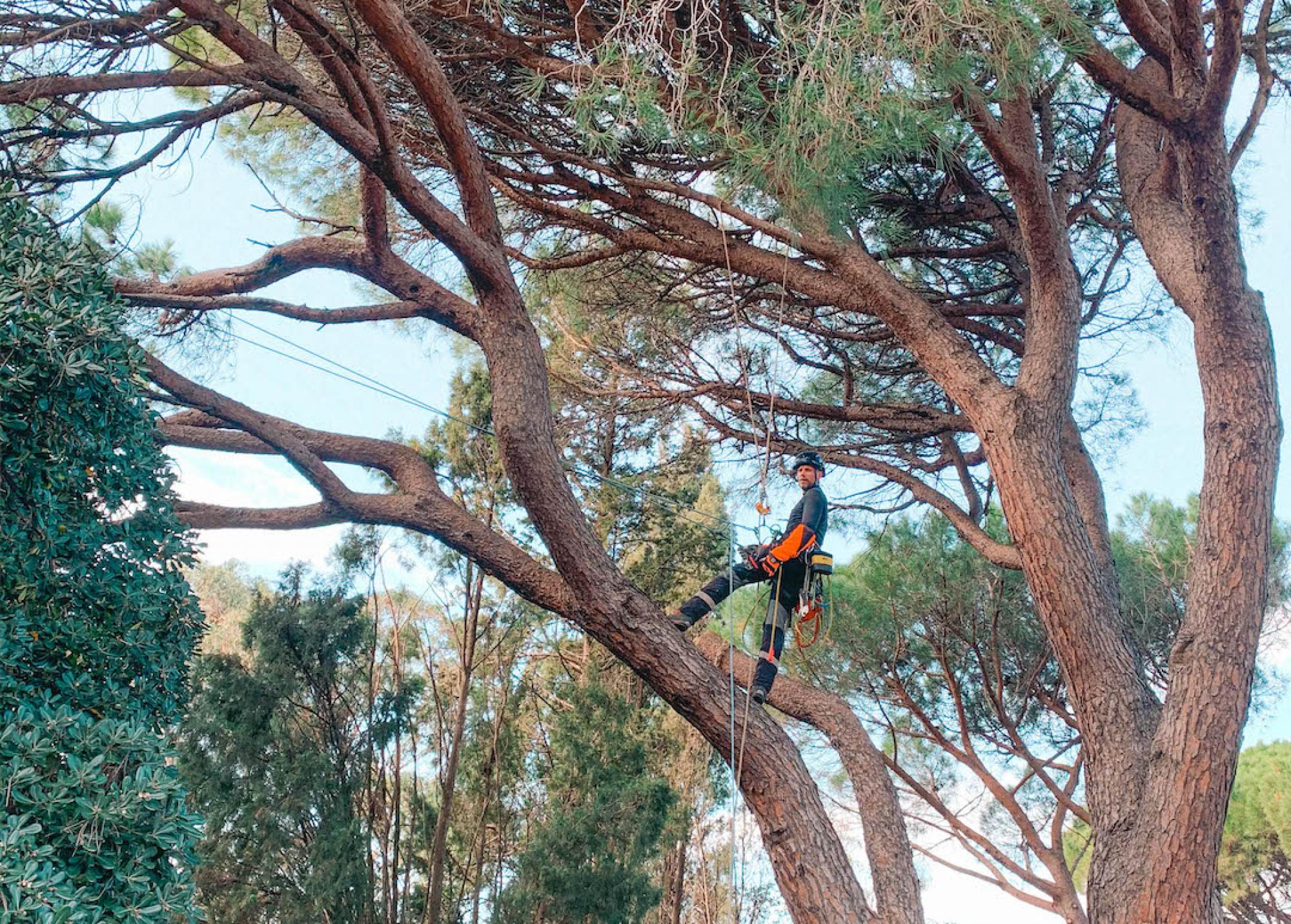 élagage des arbres d'ornement