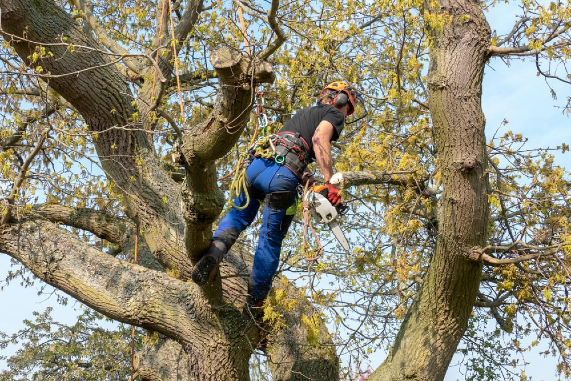 élagage de grands arbre