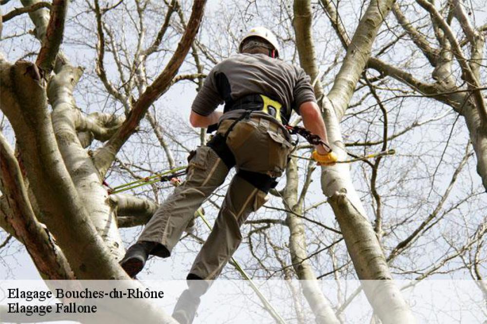 Elagage Fallone entreprise d'élagage aux Bouches-du-Rhône 13