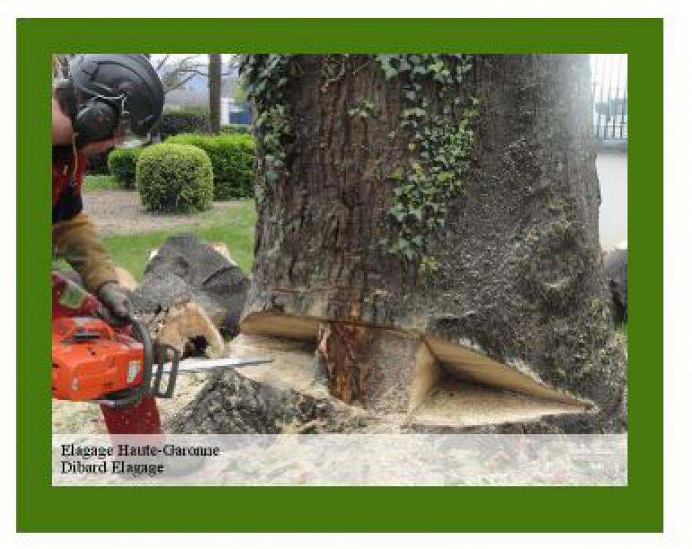 Dibard Elagage entreprise élagage d'arbres 31 Haute Garonne