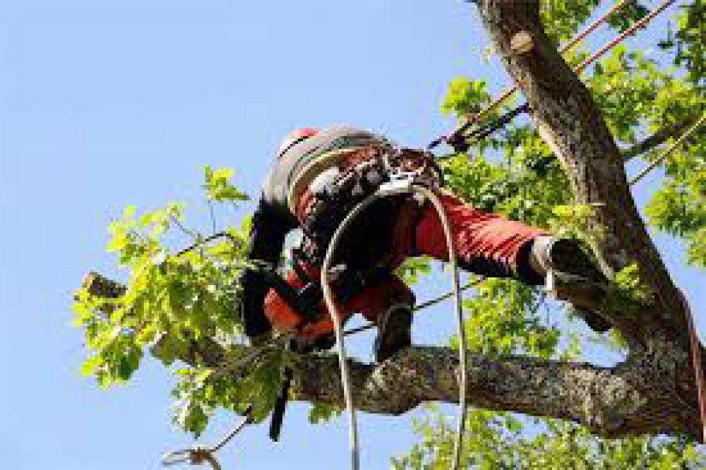 Abattage d'arbre