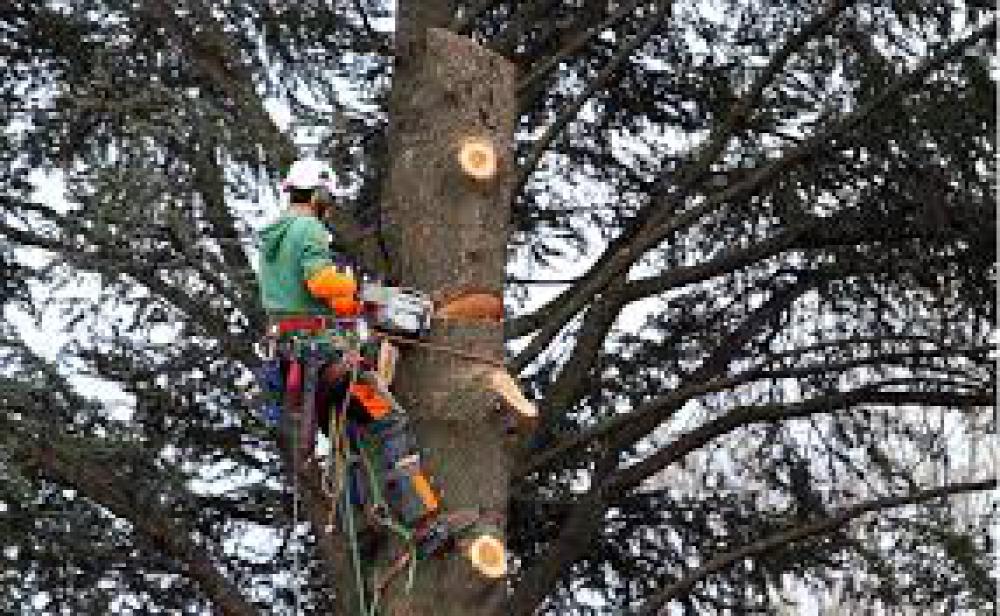 Abattage d'arbre