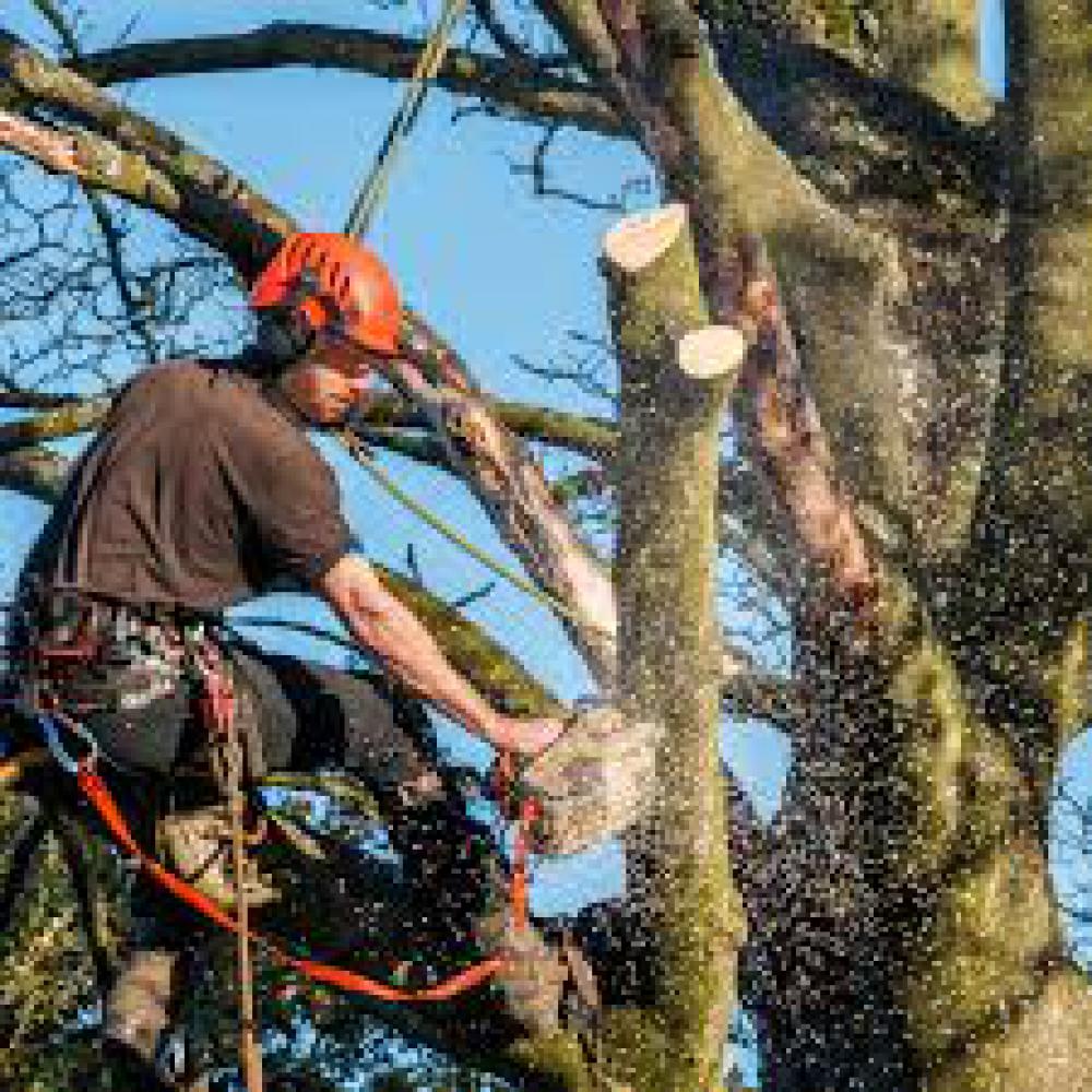 Étêtage d'arbre