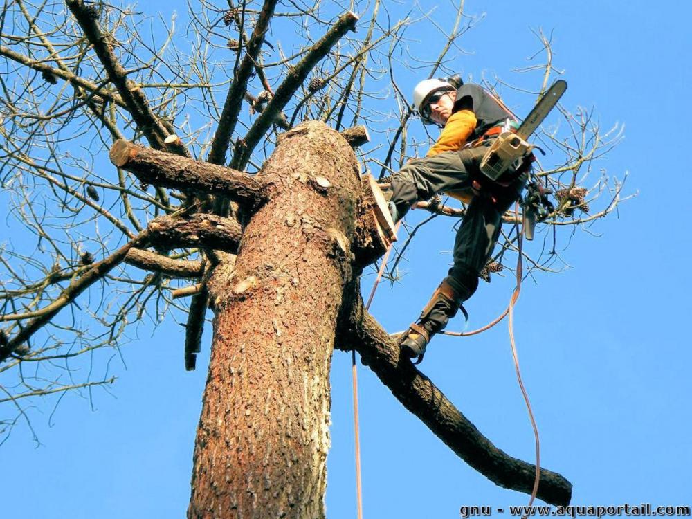 élagage d’arbre 