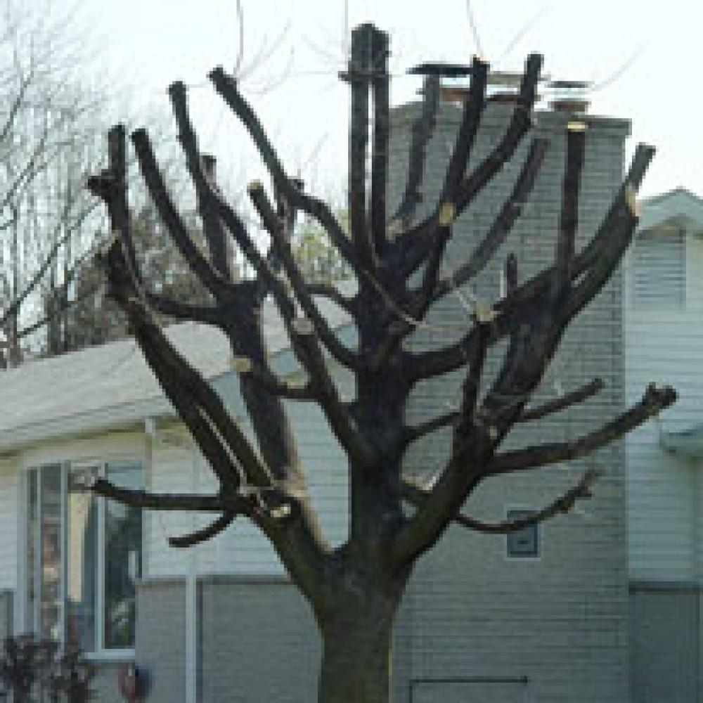 élagage arbre 