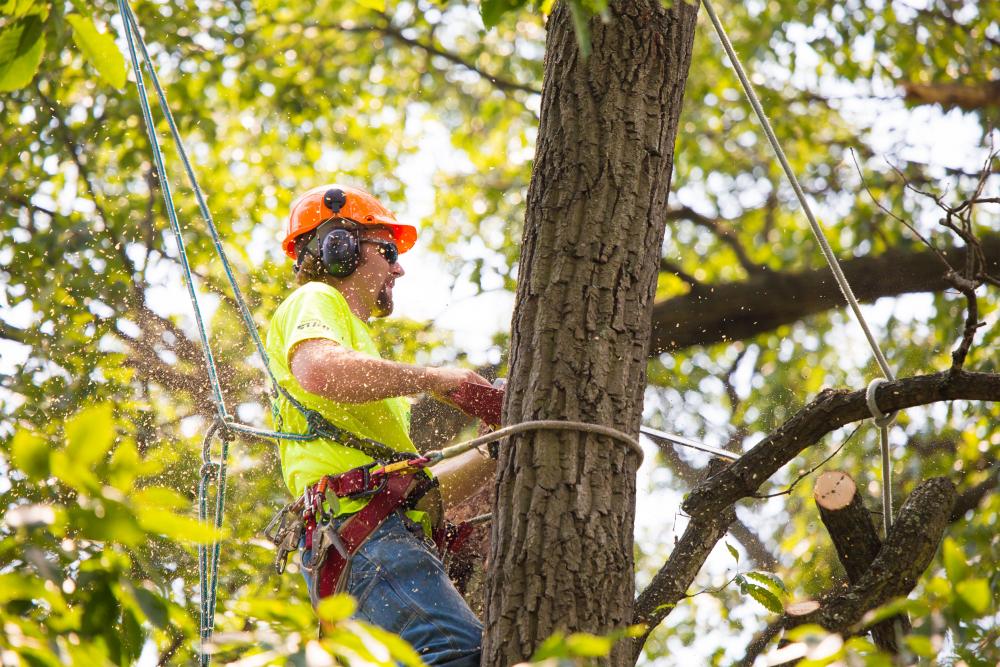 Conseils élagage arbres Neuchâtel